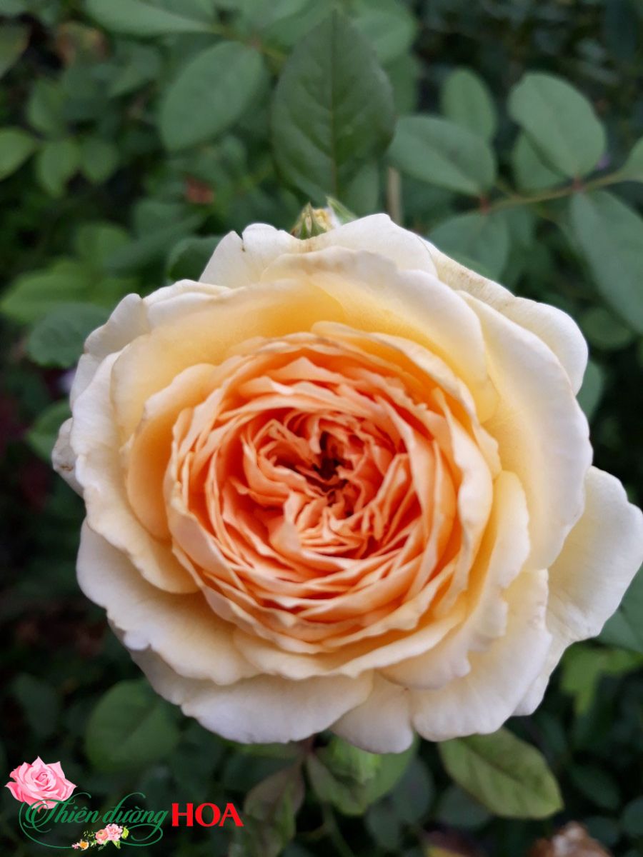 Hoa Hồng Leo CPM (Crown Princess Margareta)